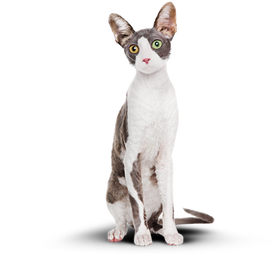 Кот после питания Cat energy