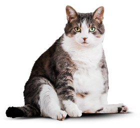 Кот до питания Cat energy